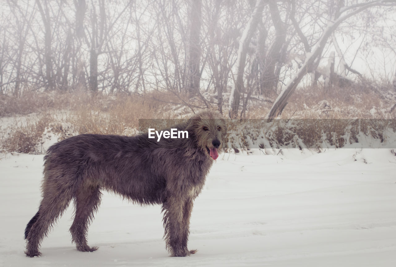 Gray full length irish wolfhound in winter - portrait of a dog