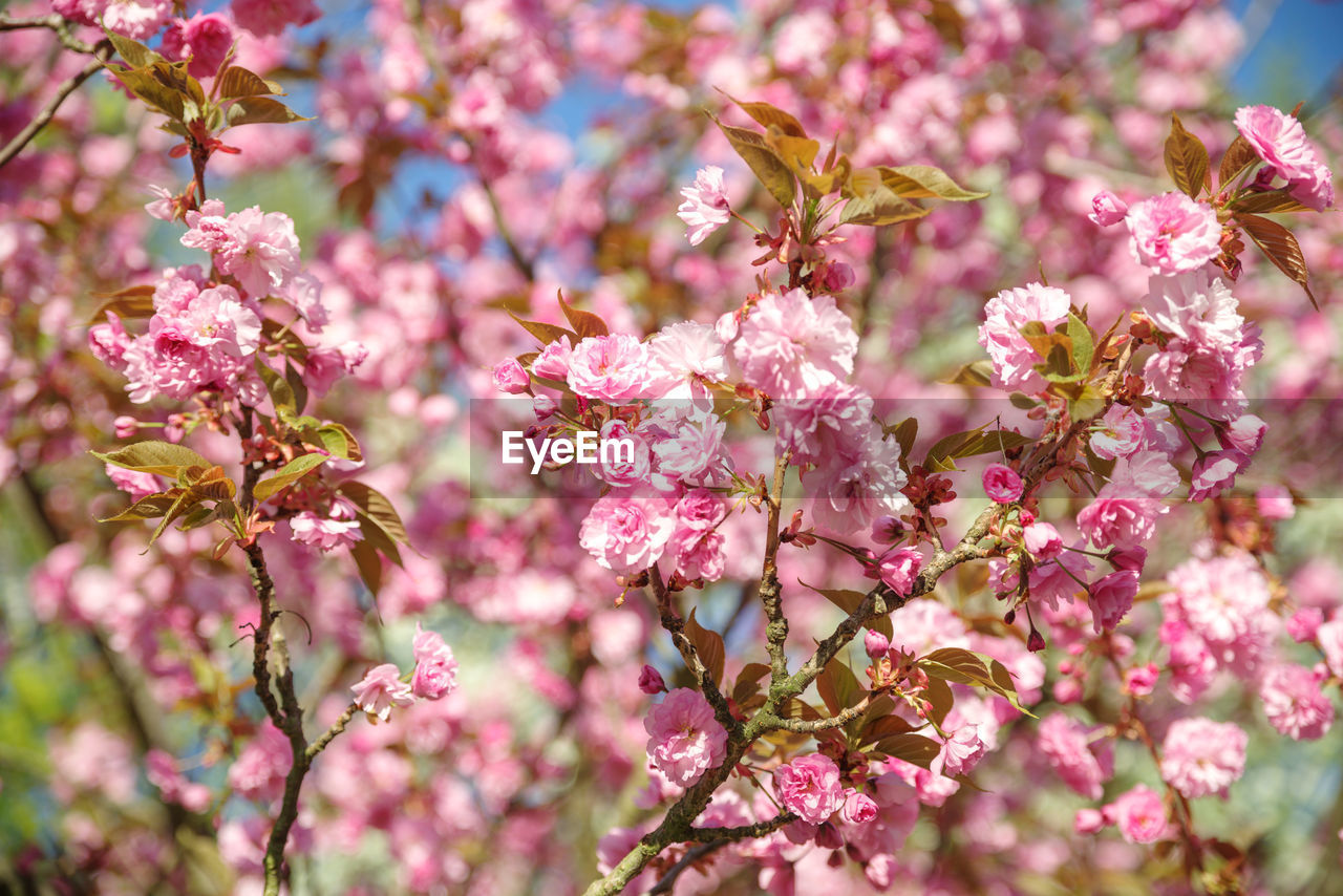PINK CHERRY BLOSSOMS IN SPRING