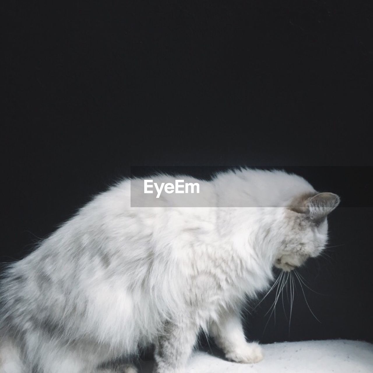 CLOSE-UP OF CAT