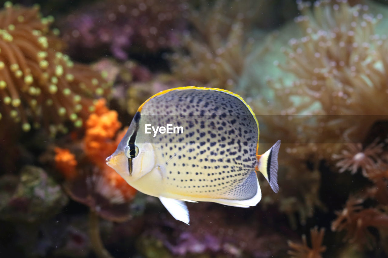 Close-up of fish swimming in sea