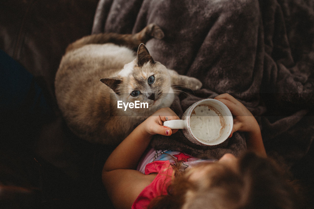 Directly above shot of girl holding mug with cat at home
