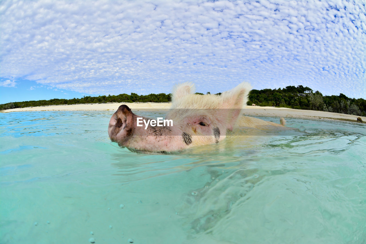 Pig swimming in the bahamas 