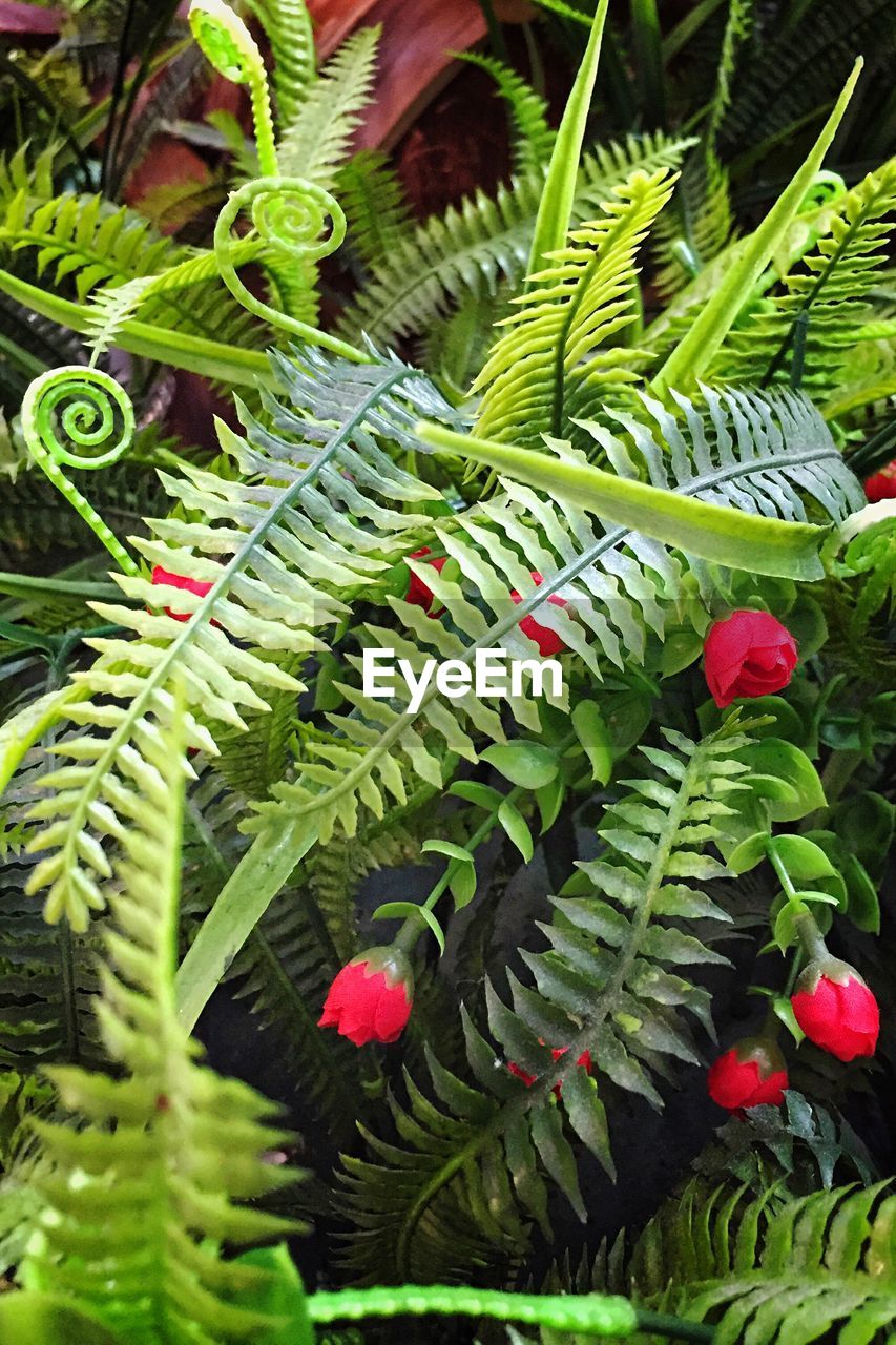 CLOSE-UP OF FERN GROWING OUTDOORS