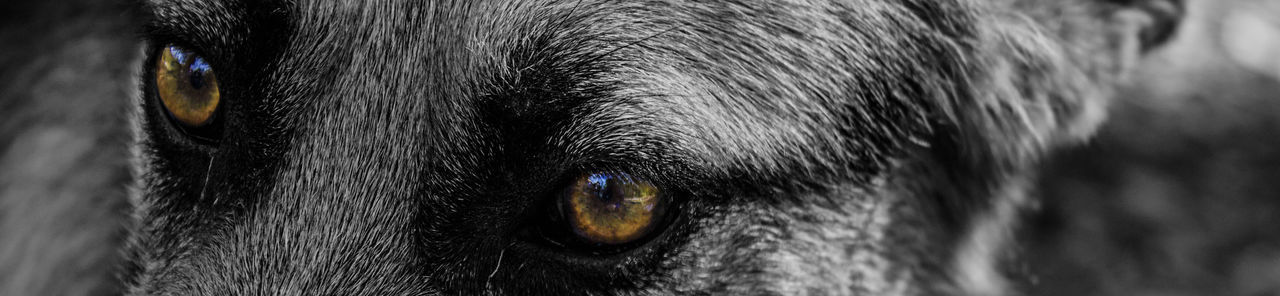 Panoramic shot of dog eyes