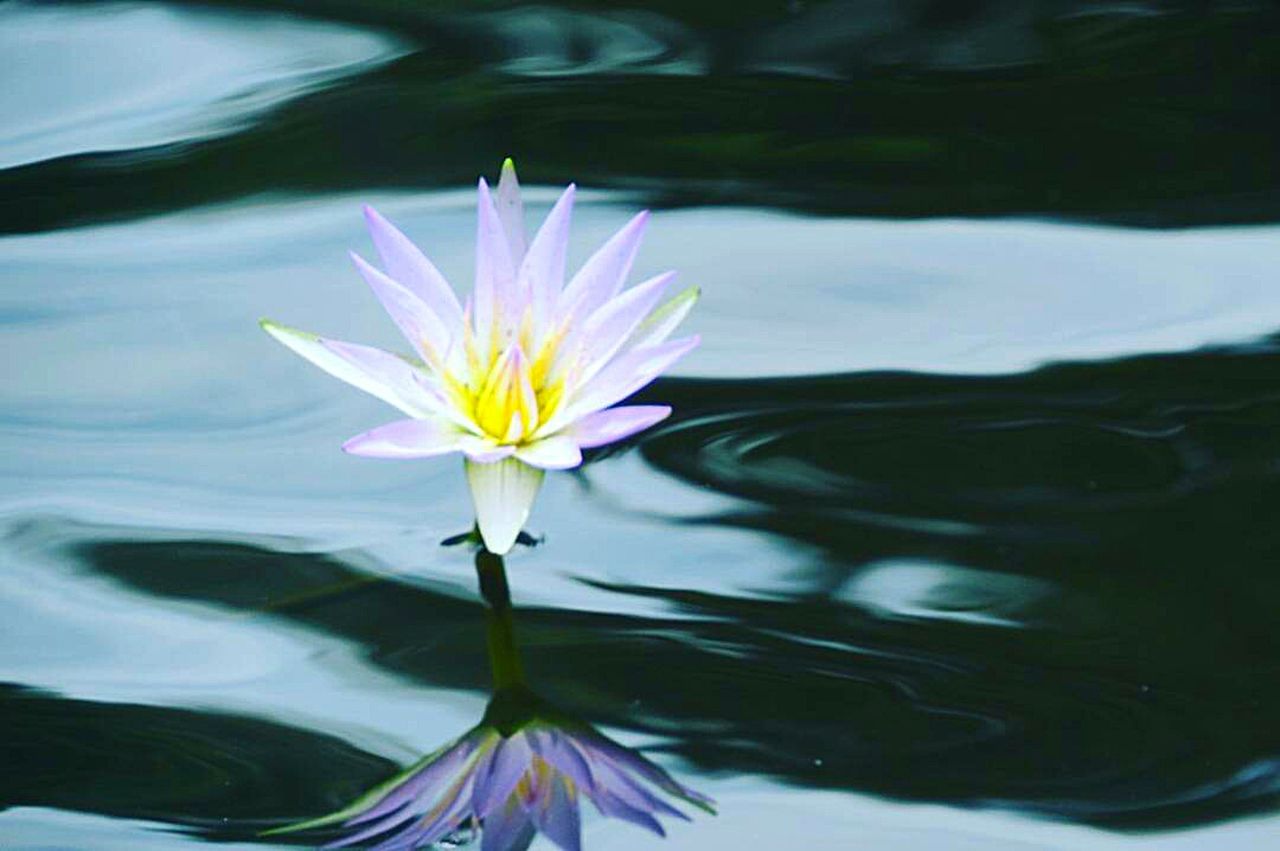 LOTUS WATER LILY IN POND
