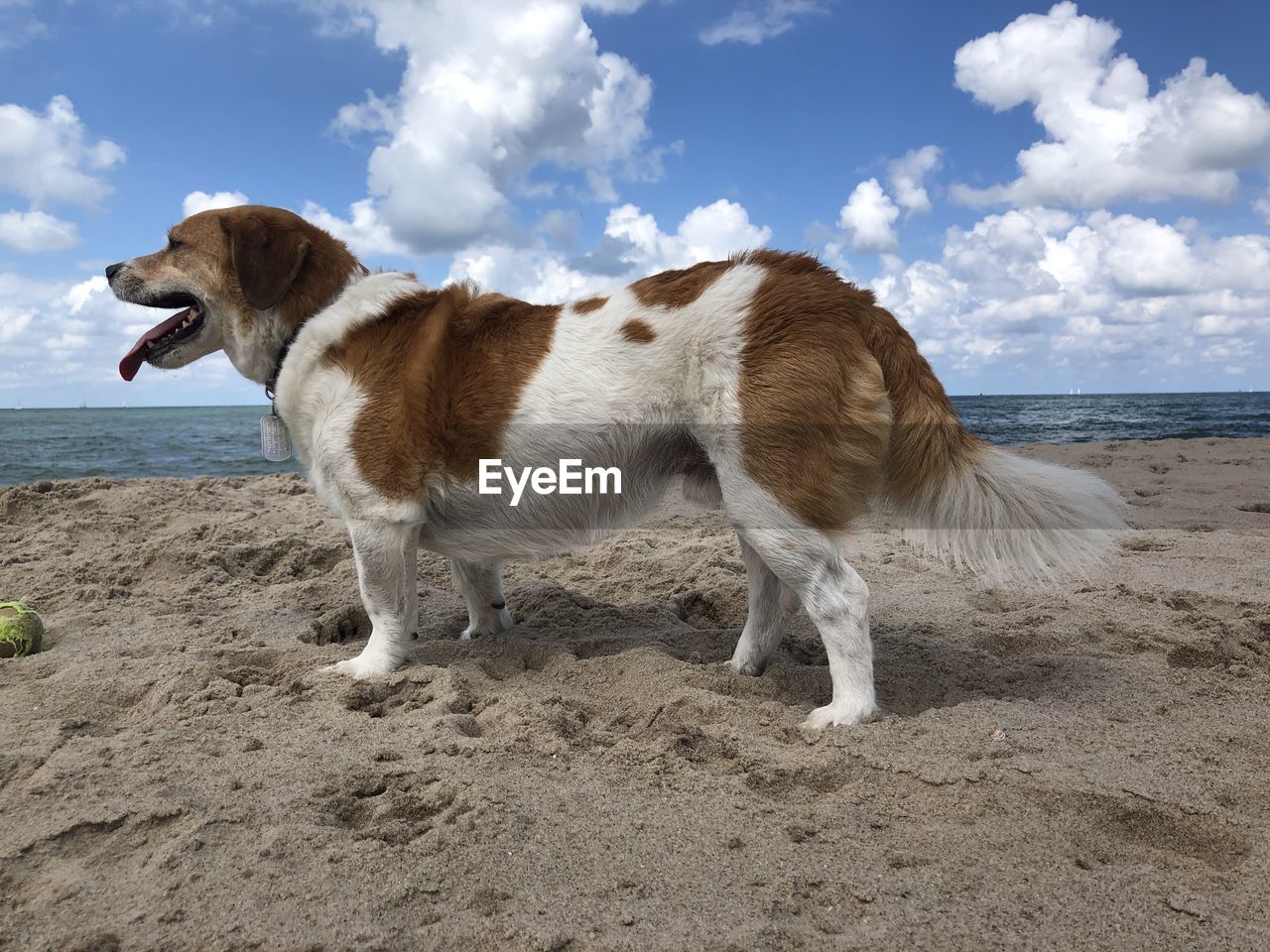 VIEW OF DOG ON THE BEACH