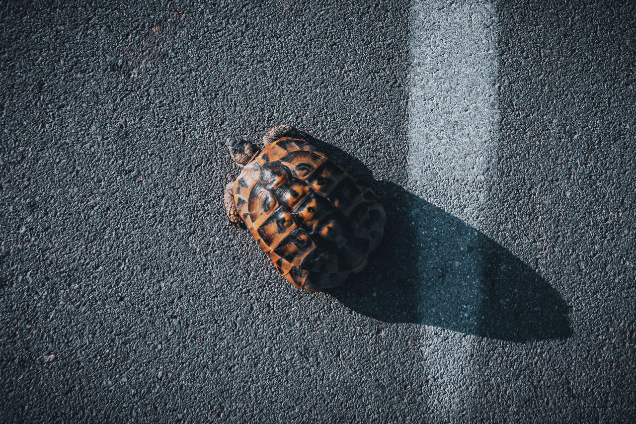 High angle view of tortoise on the road