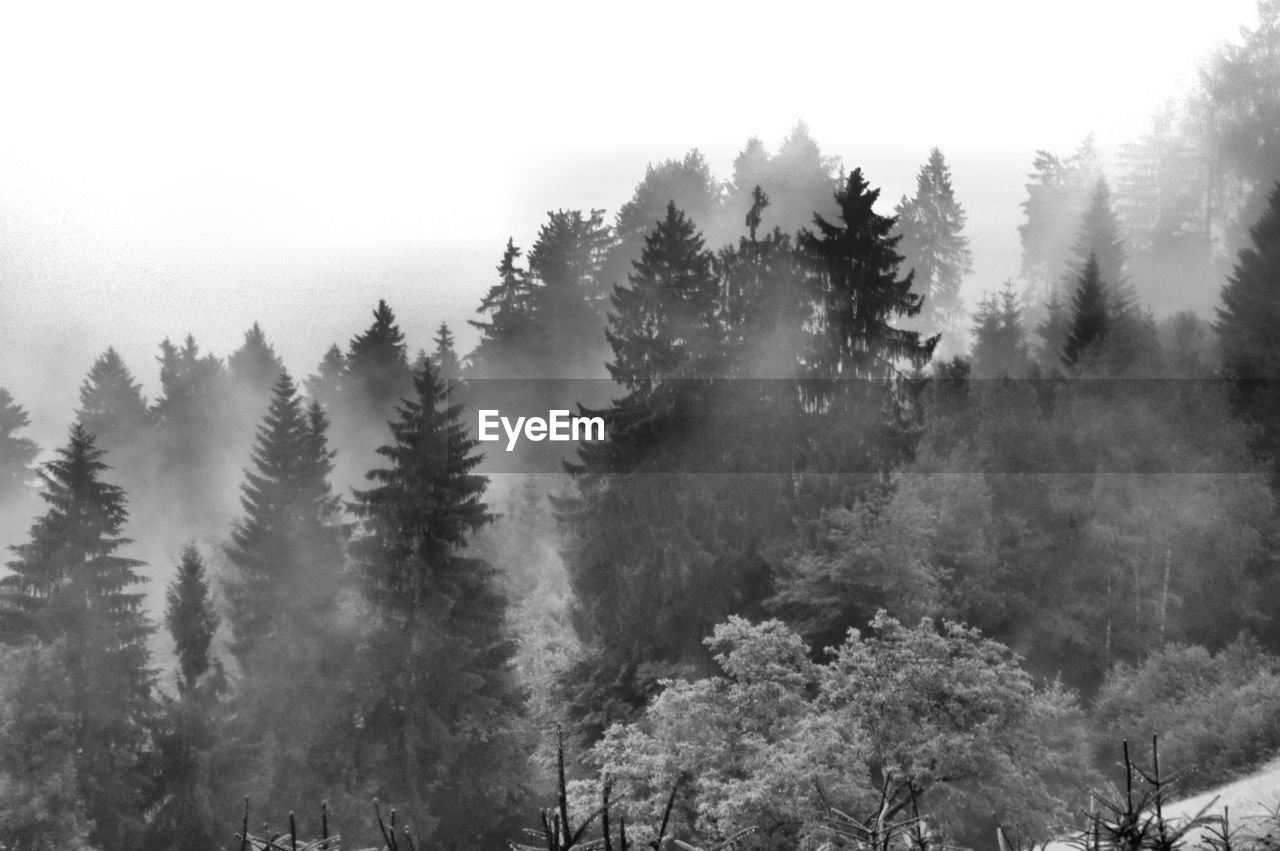 PANORAMIC SHOT OF TREES IN FOREST