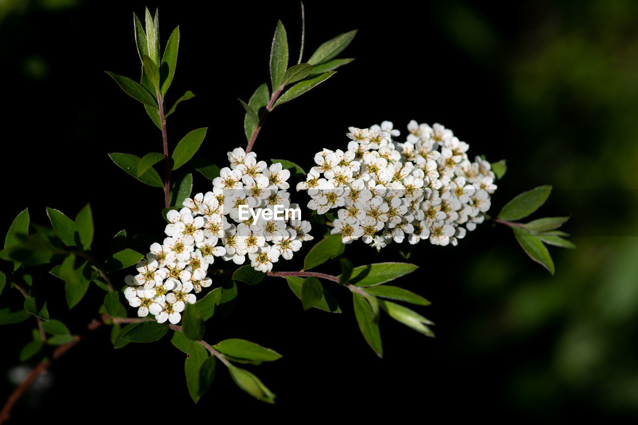 CLOSE-UP OF WHITE FLOWERING PLANT WITH RED FLOWERS
