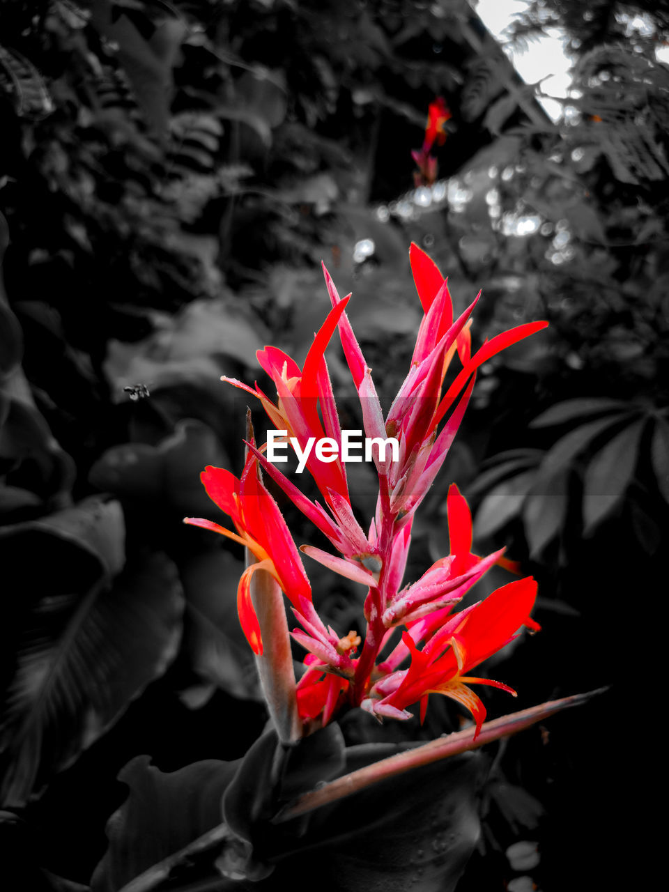 red, plant, leaf, nature, plant part, beauty in nature, growth, flower, flowering plant, close-up, no people, fragility, outdoors, isolated color, tree, focus on foreground, petal, freshness, day
