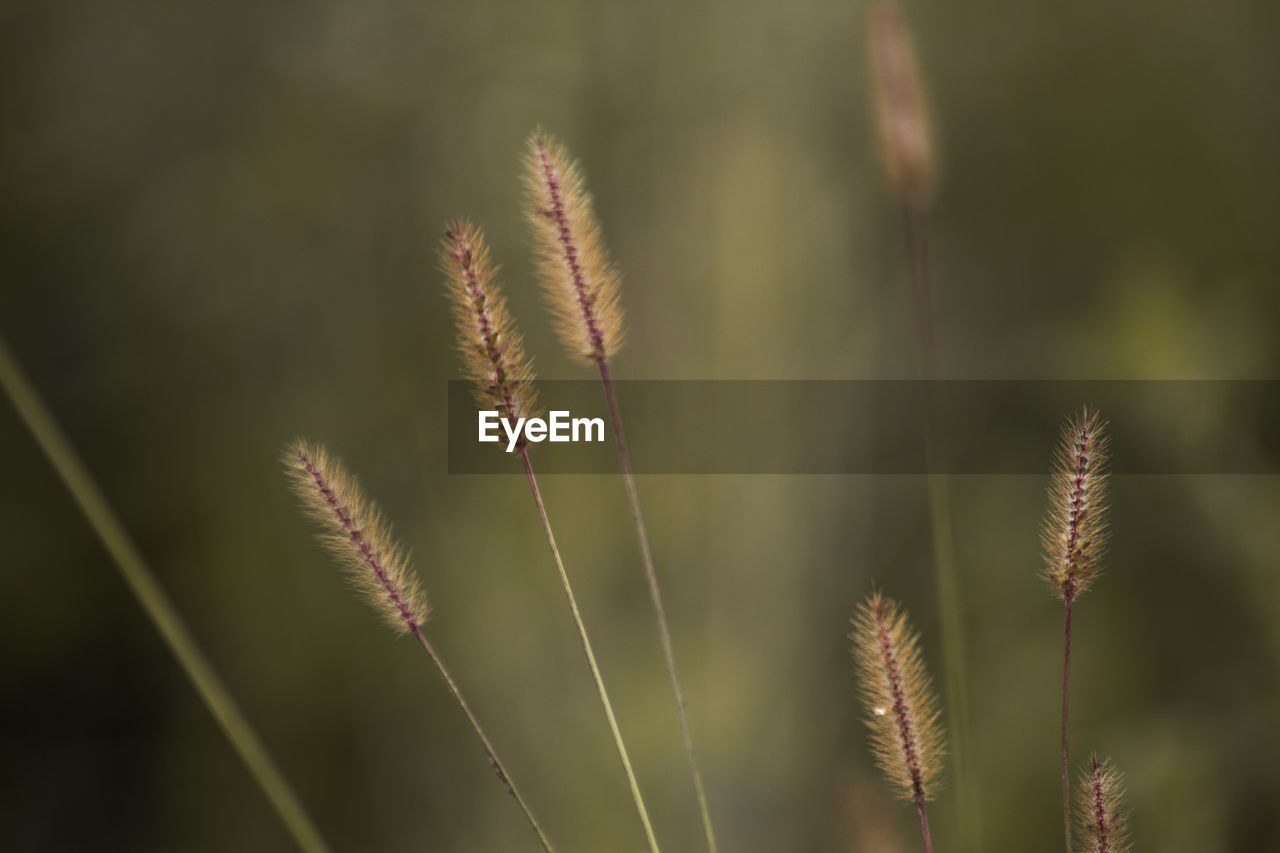 Macro Photo Of Beautiful Plants In Imperata On Eyeem