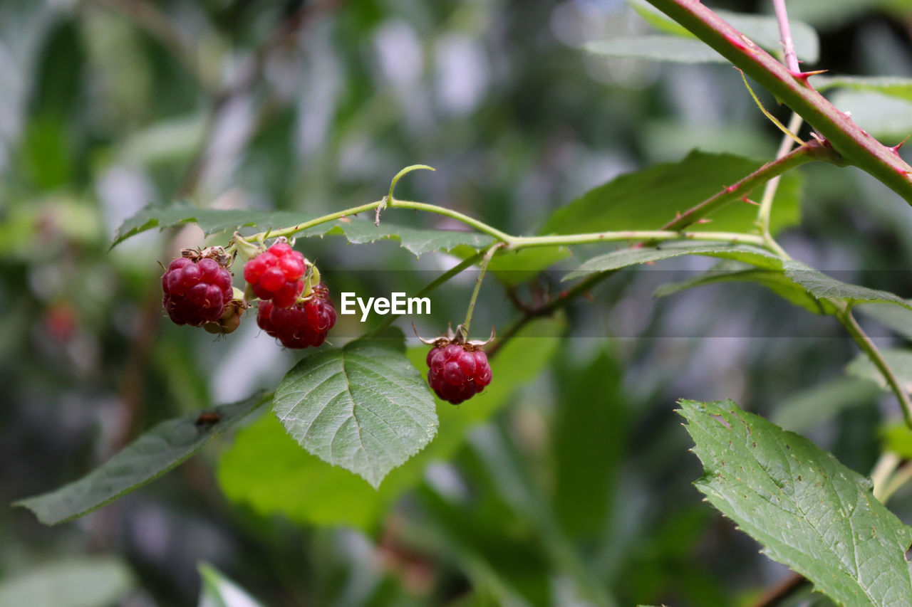 CLOSE-UP OF CHERRIES ON PLANT