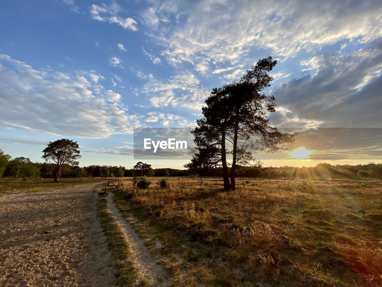 TREES ON FIELD AGAINST BRIGHT SUN
