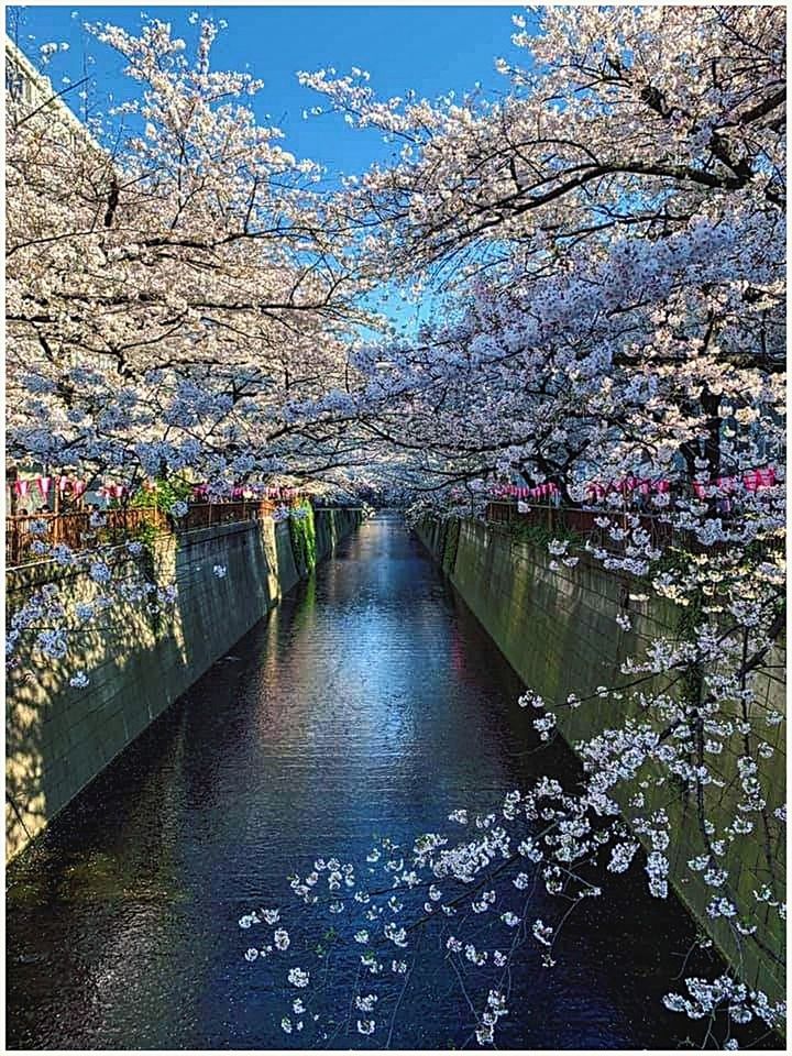 Cherry blossom by river | ID: 139842601