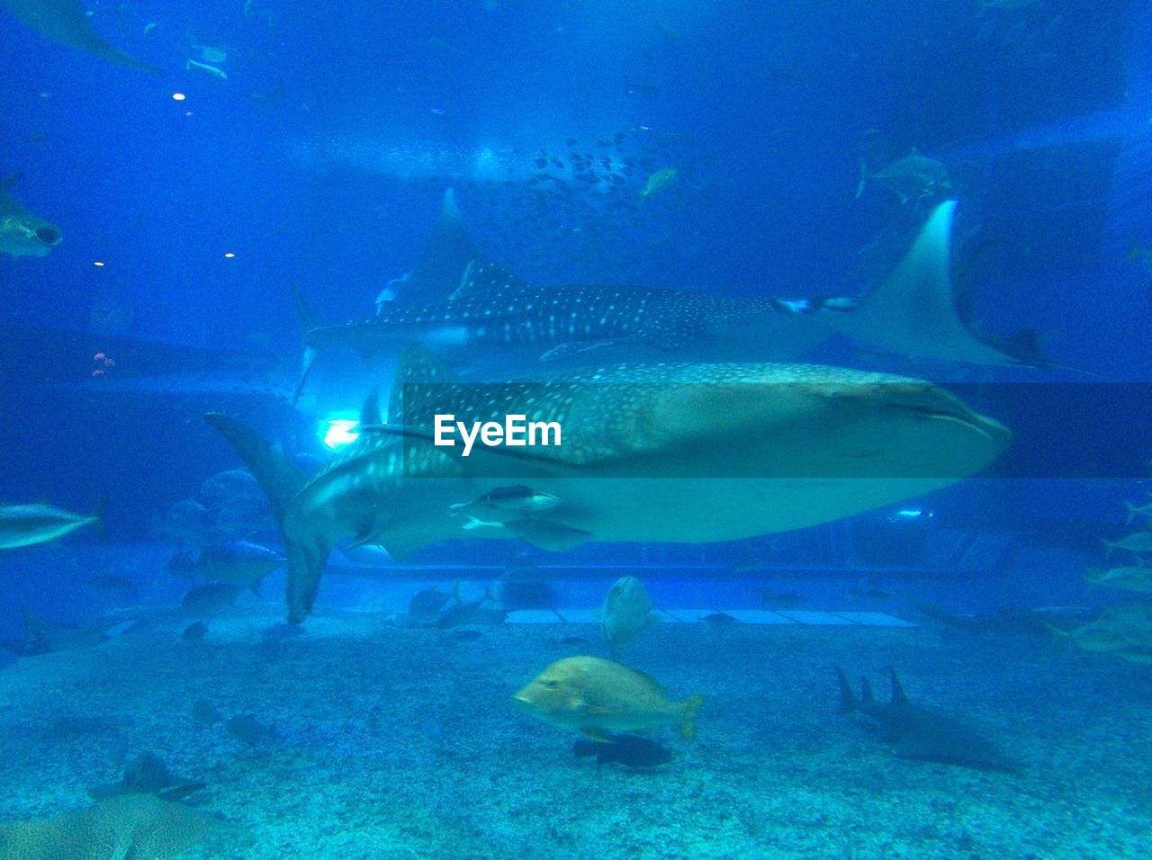沖縄 美ら海水族館 Underwater Sea Water Animal Themes Animal
