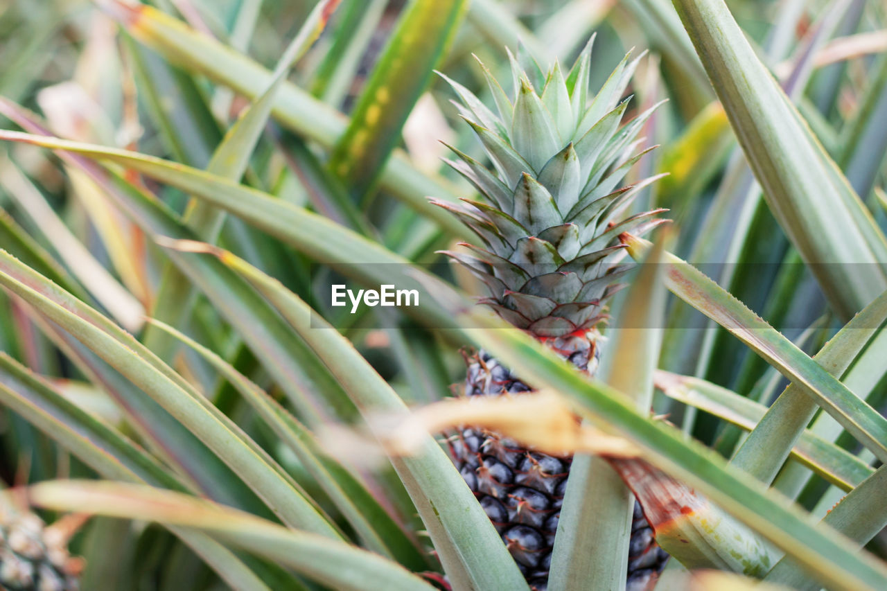 ananas, grass, plant, tree, pineapple, food and drink, growth, food, nature, leaf, tropical fruit, fruit, green, flower, agriculture, healthy eating, no people, beauty in nature, bromeliaceae, freshness, land, close-up, plant part, outdoors, crop, tropical climate, field, day, landscape, island, environment, wellbeing, plantation, macro photography, tropical flower, palm tree, cultivated