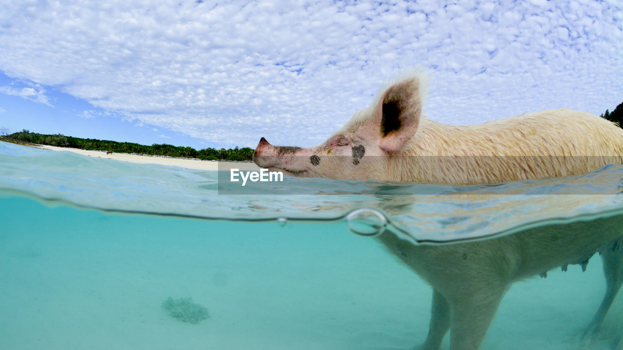 Split underwater shot of pig swimming in sea