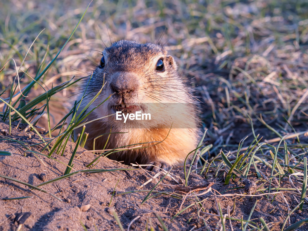 animal themes, animal, animal wildlife, one animal, nature, wildlife, mammal, rodent, whiskers, squirrel, no people, prairie dog, land, portrait, close-up, day, outdoors, plant, grass, eating, looking at camera, focus on foreground