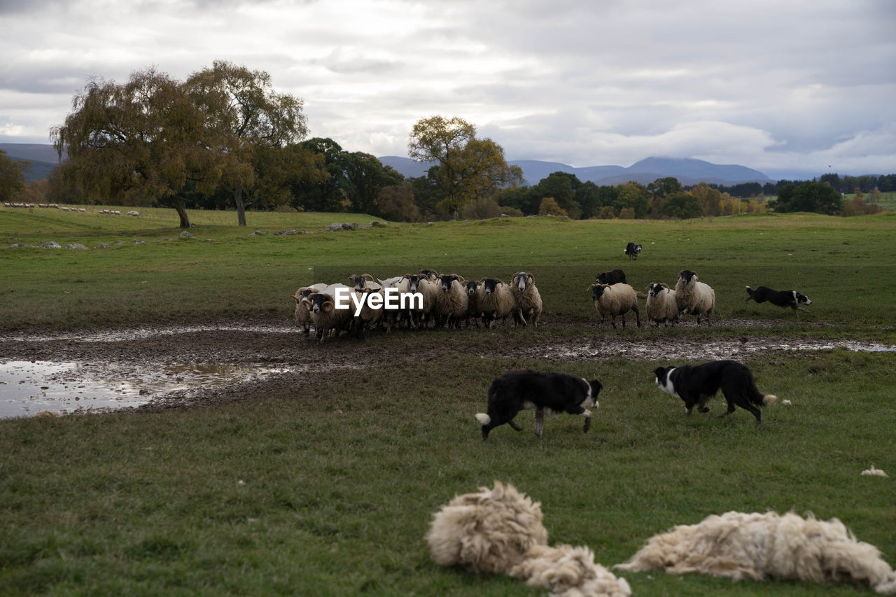 Sheep and dogs on field against sky