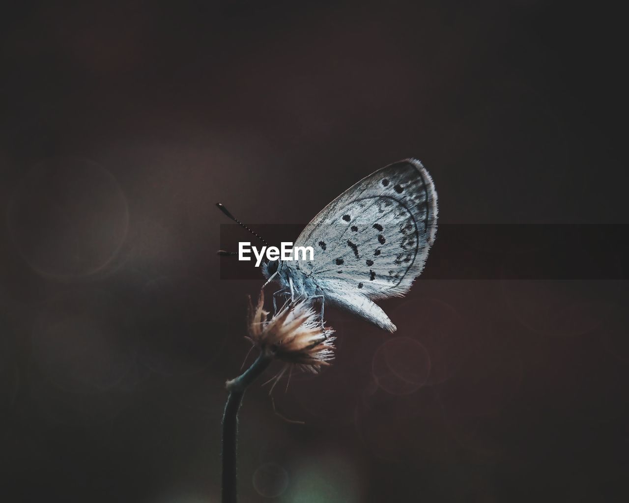 Close-up of butterfly perching on leaf