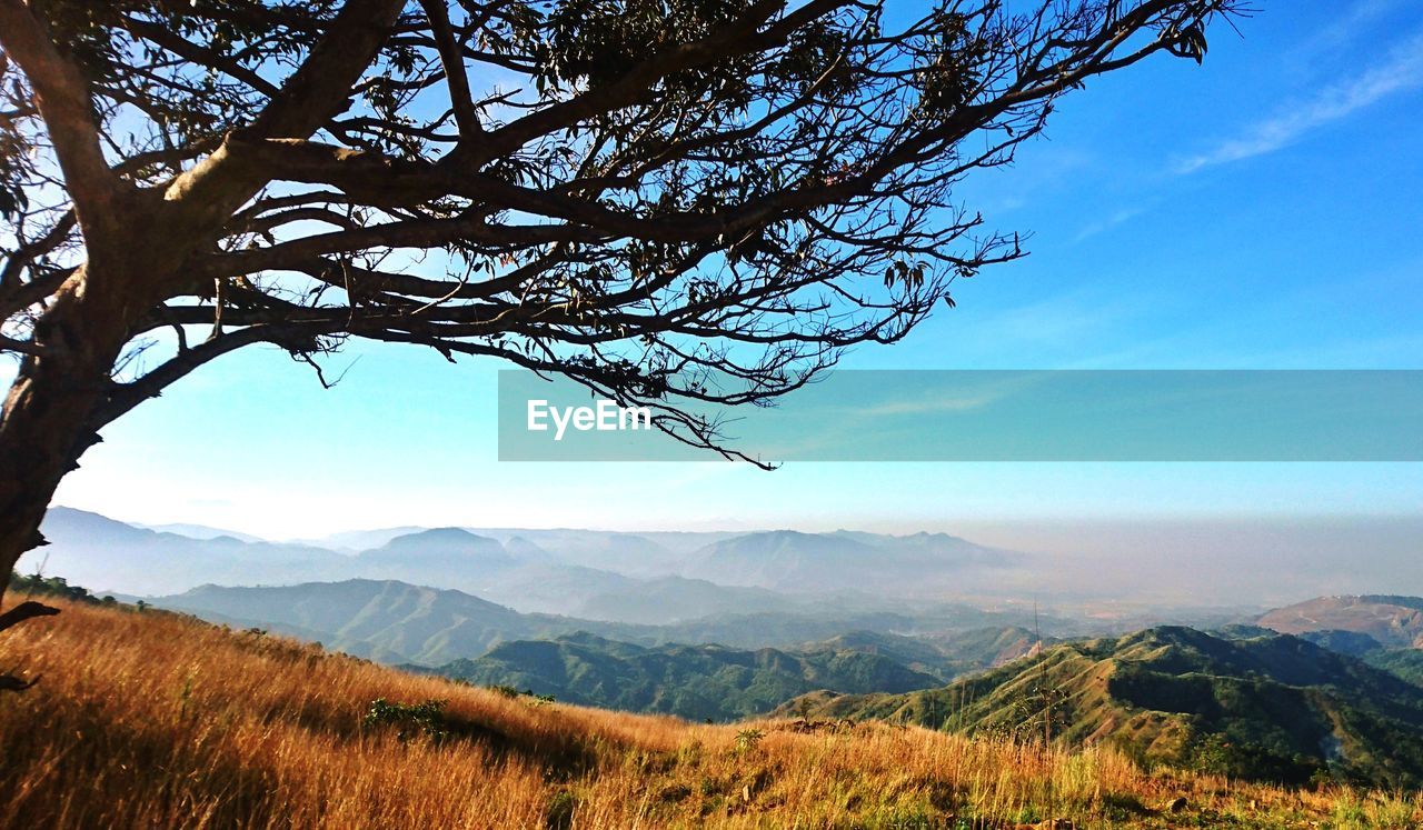 SCENIC VIEW OF TREE MOUNTAIN AGAINST SKY