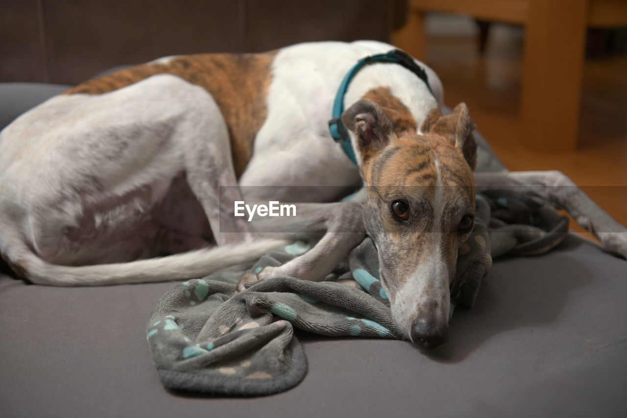 Adorable wide angle close up of a cute white and brindle greyhound as she curls up