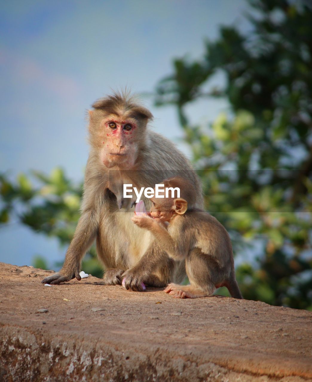 First Eyeem Photo Mother S Day Monkey Two Animals On Eyeem