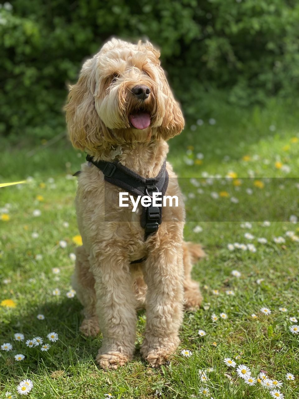 dog, canine, one animal, pet, domestic animals, animal themes, animal, mammal, plant, cockapoo, grass, nature, collar, portrait, pet collar, no people, green, animal hair, day, field, spinone italiano, outdoors, purebred dog, cute, barbet, lap dog, puppy, sitting, poodle, full length, otterhound, lakeland terrier