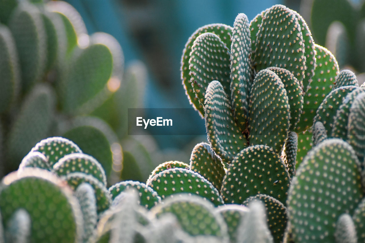 Close-up of succulent plant