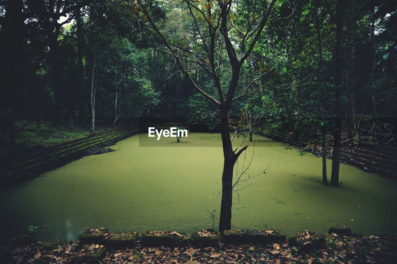 Dirty pond amidst trees