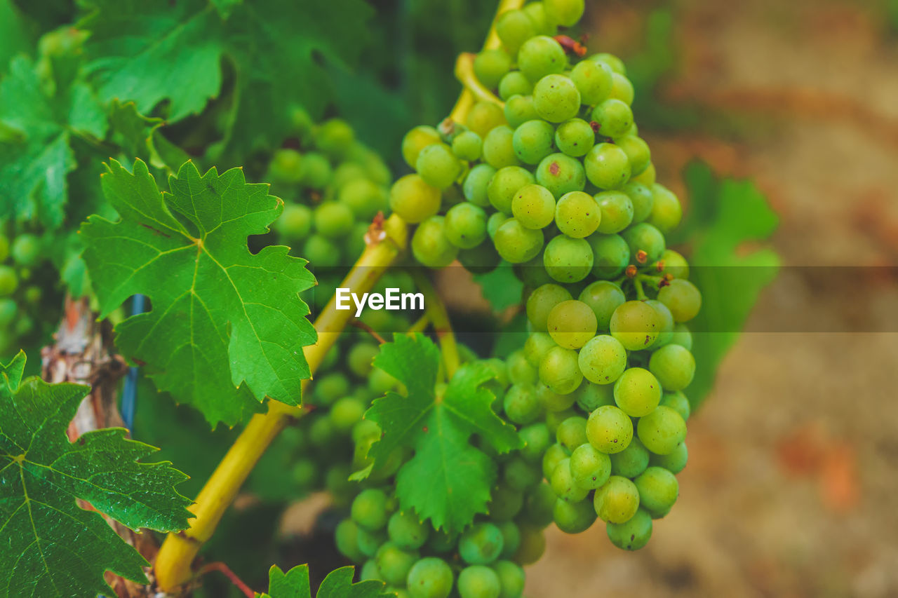 Close-up of grapes growing on field