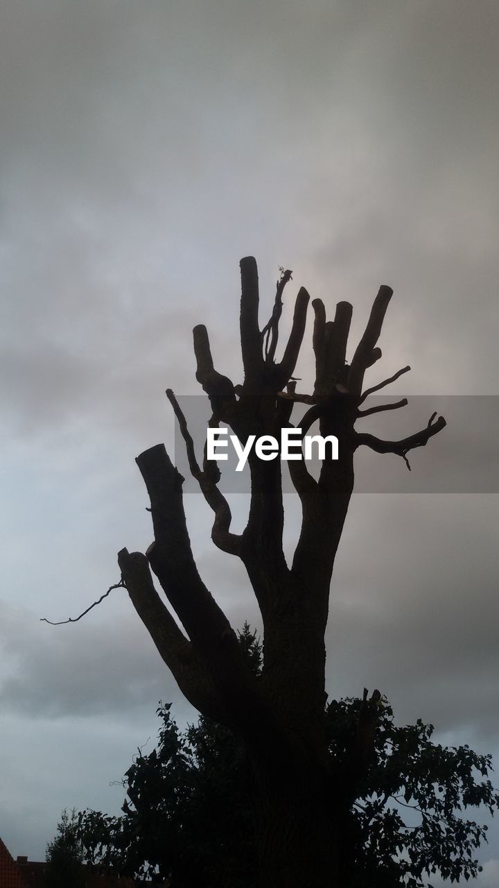 LOW ANGLE VIEW OF SILHOUETTE TREE