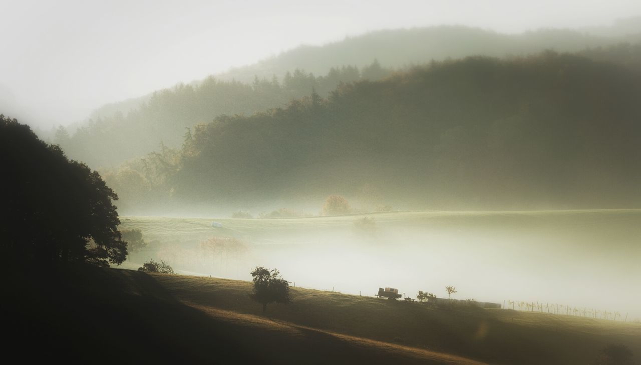 TREES IN FOGGY WEATHER