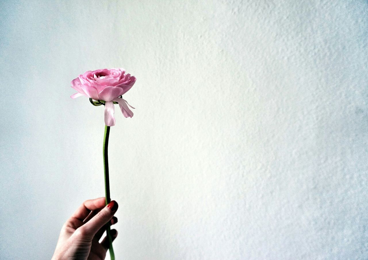 Close-up of hand holding flower over white wall