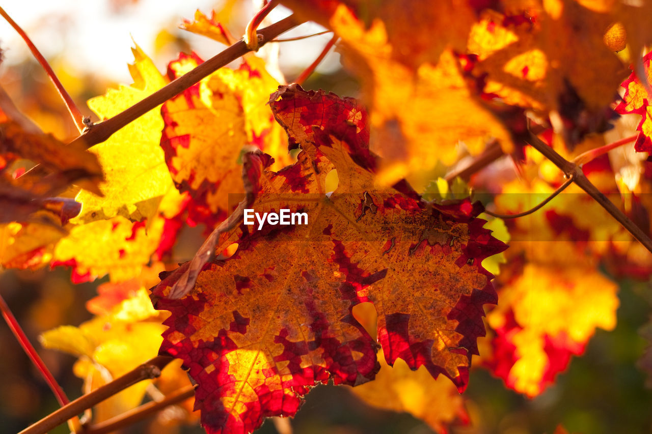 Close-up of wine leaves on plant during autumn