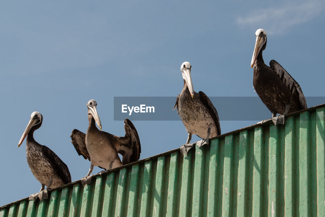 Low angle view of pelicans perching on fence against sky