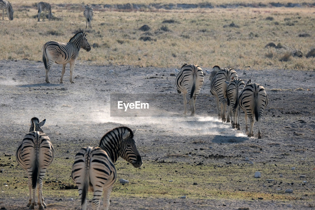 Zebras in etosha national park, namibia