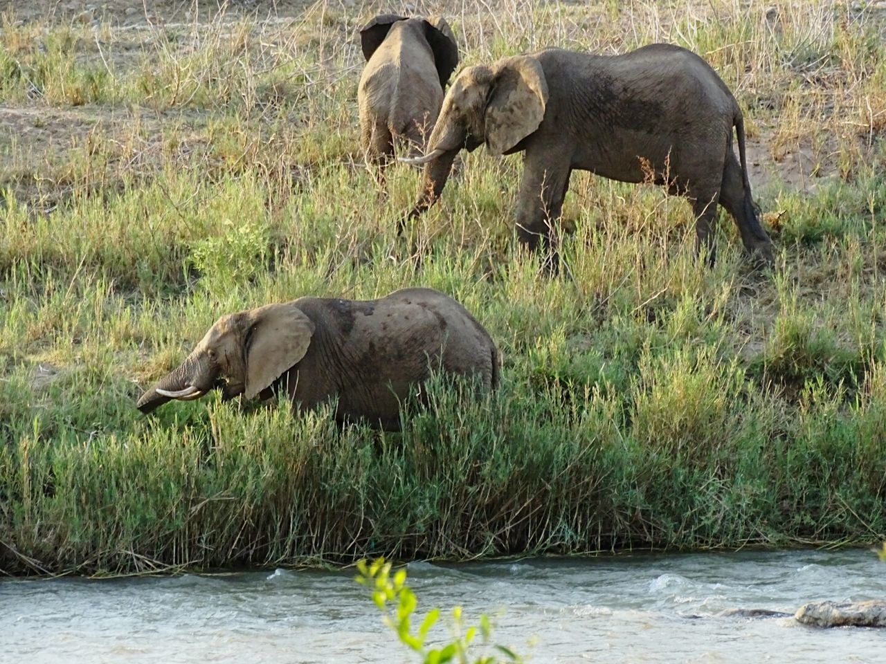 View of an animal on field | ID: 75969571