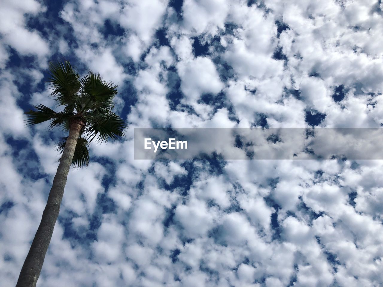 LOW ANGLE VIEW OF PALM TREE AGAINST SKY