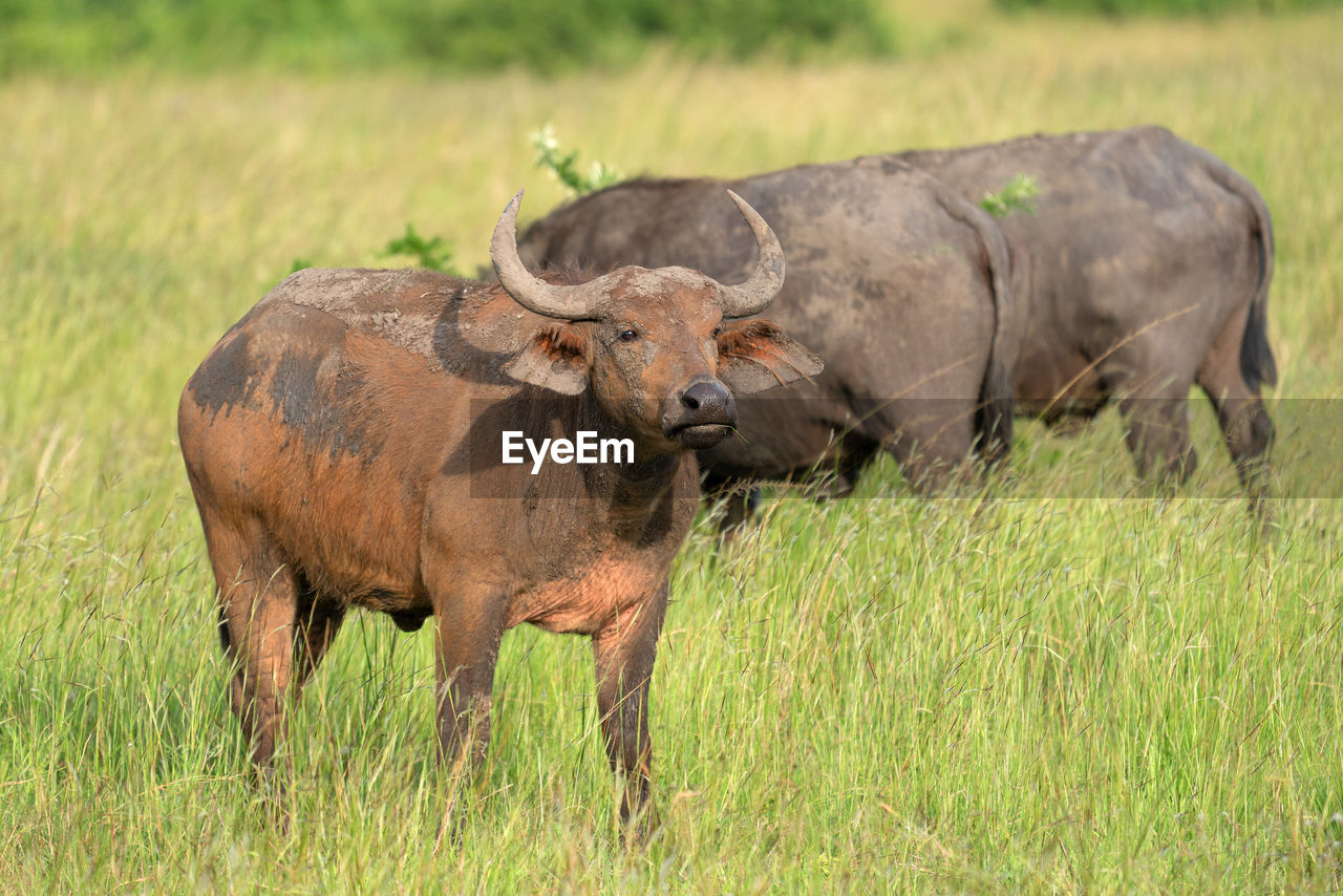 African buffalo, syncerus caffer,  national parks of uganda