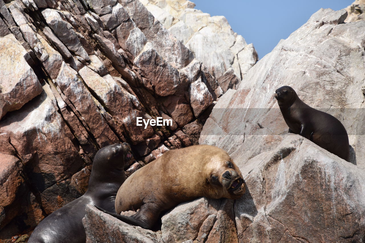 View of an animal