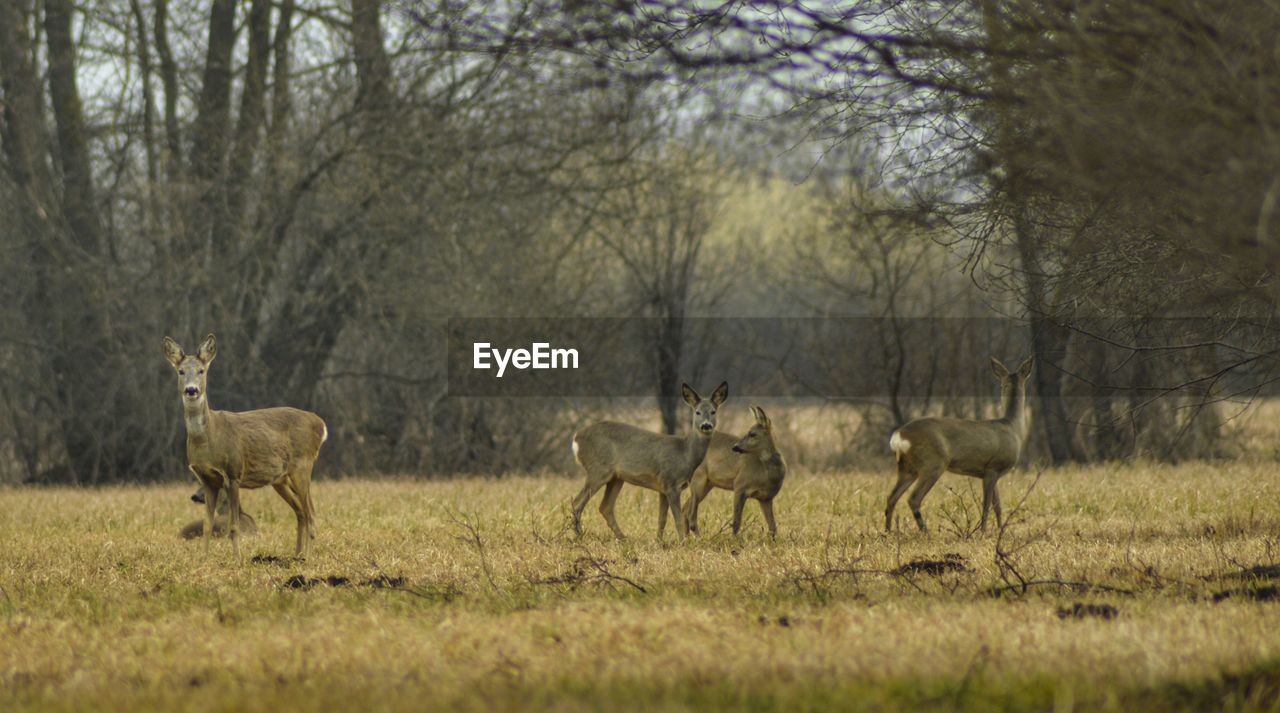 Deer on grassy field against bare trees