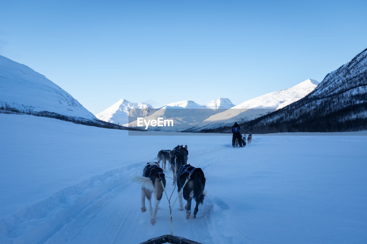 Sled dogs pulling with mountainous background. norway. point of view.