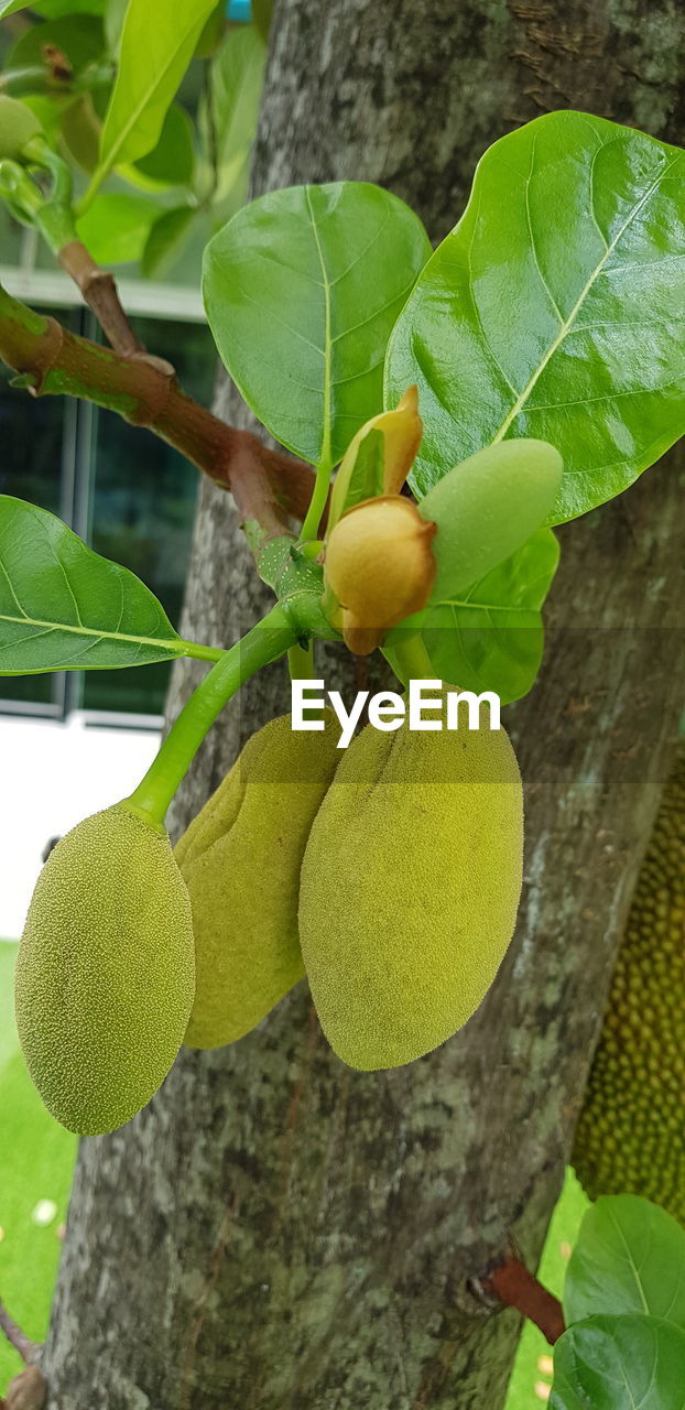 CLOSE-UP OF FRUITS GROWING ON TREE