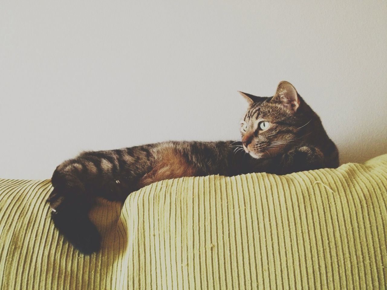 Close-up of a cat looking away