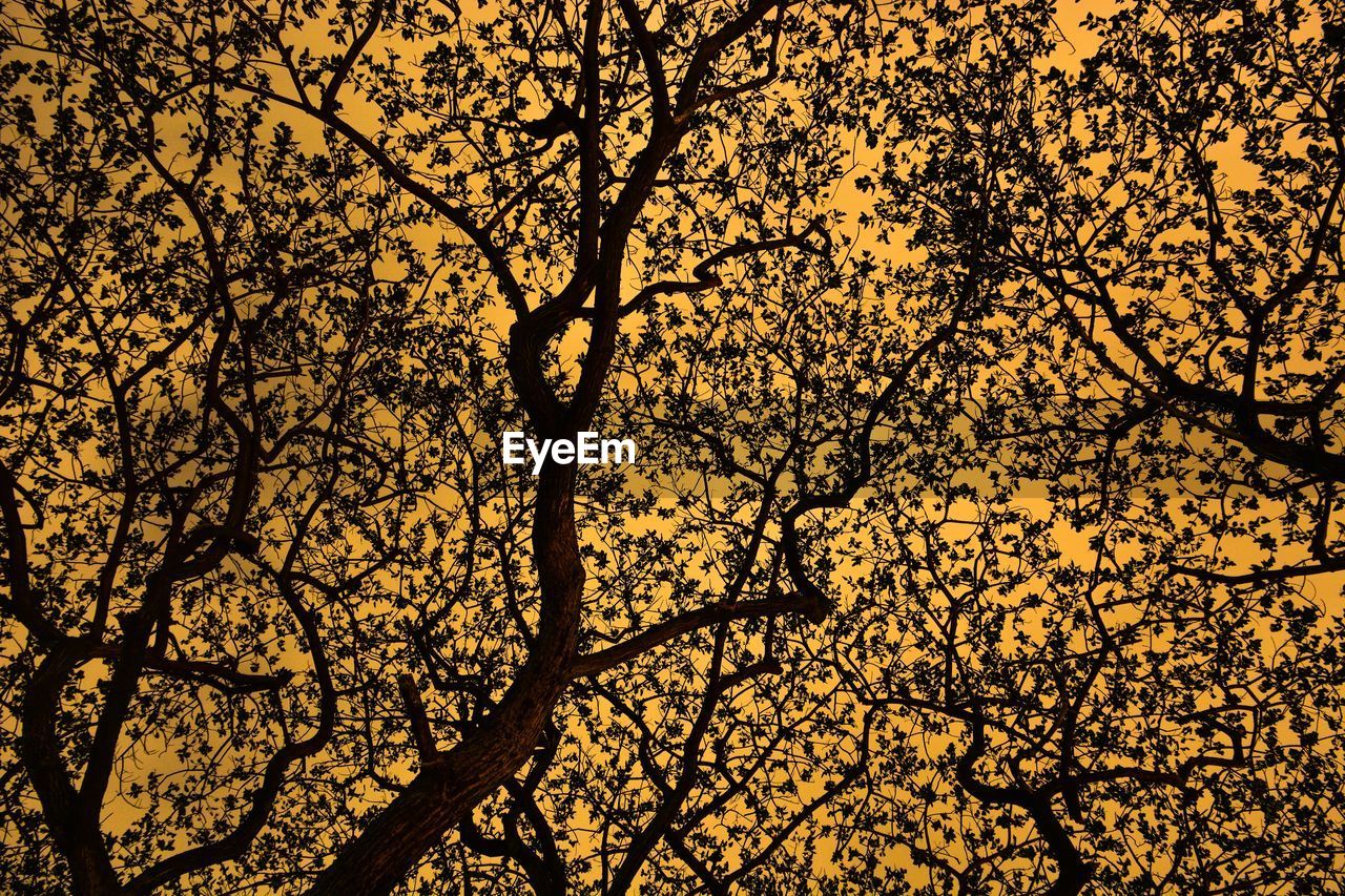 Low angle view of trees at sunset