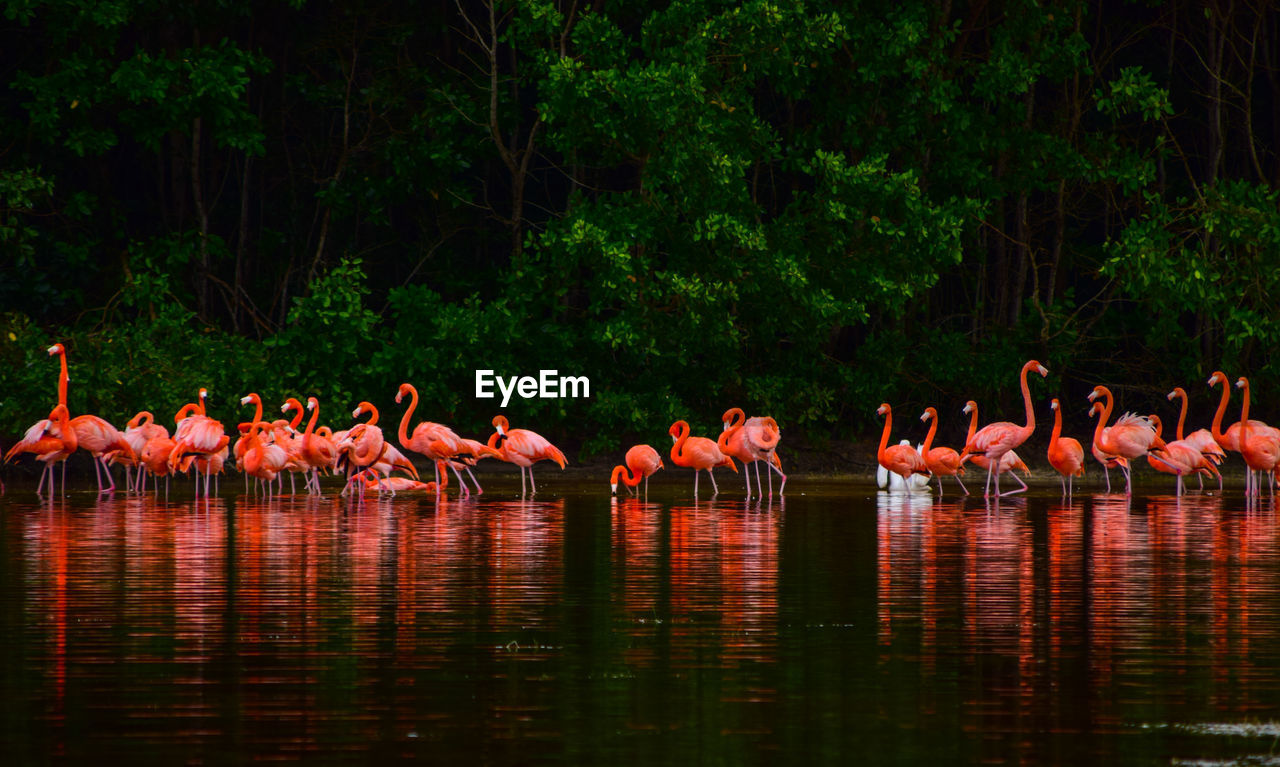 BIRDS BY LAKE