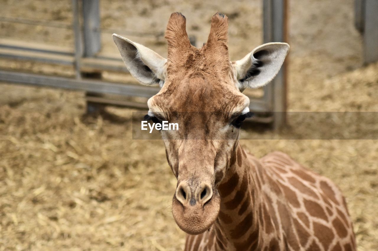 Close-up portrait of a giraffe 