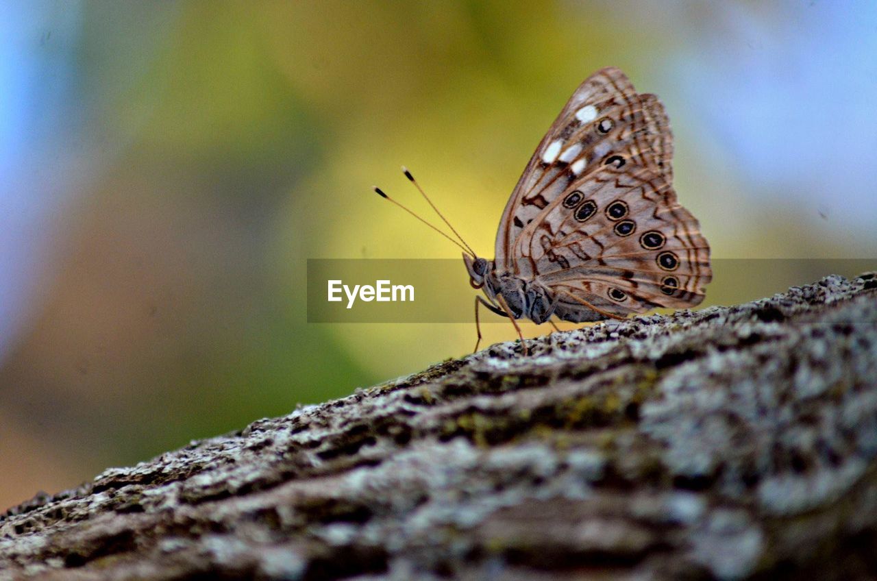 Close-up of butterfly perching on tree trunk