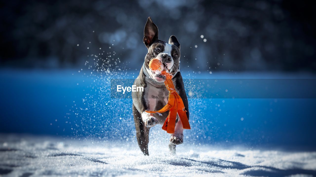 Dog carrying toy in mouth while running on snow